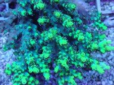 画像2: No.1 オーストラリア産 ハリエダミドリイシ (2)