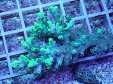 画像1: No.2 オーストラリア産 ハリエダミドリイシ (1)