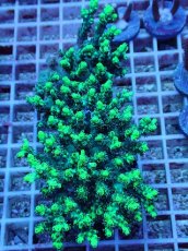 画像1: No.3 オーストラリア産 ハリエダミドリイシ (1)