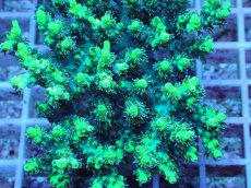 画像2: No.3 オーストラリア産 ハリエダミドリイシ (2)