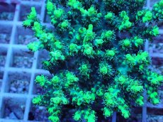 画像2: No.4 オーストラリア産 ハリエダミドリイシ (2)