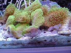 画像1: No.2　ウミキノコ　グリーン 一個 (1)