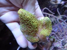 画像2: No.2　ウミキノコ　グリーン 一個 (2)