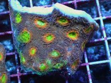 画像1: No.1 ヒラタオオトゲキクメイシ マルチカラー (1)