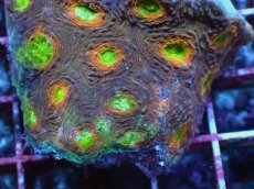 画像2: No.1 ヒラタオオトゲキクメイシ マルチカラー (2)