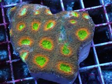 画像1: No.2 ヒラタオオトゲキクメイシ マルチカラー (1)