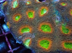 画像2: No.2 ヒラタオオトゲキクメイシ マルチカラー (2)