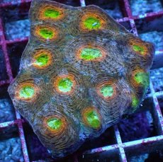 画像1: No.3 ヒラタオオトゲキクメイシ マルチカラー (1)