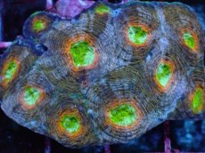 画像2: No.4 ヒラタオオトゲキクメイシ マルチカラー (2)