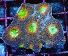 画像1: No.5 ヒラタオオトゲキクメイシ マルチカラー (1)