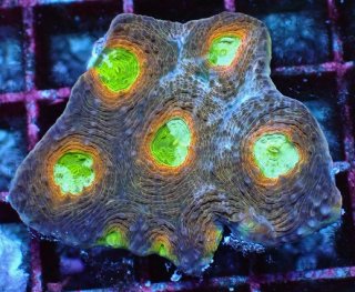 No.1 カワラフサトサカ グリーンを買うならアクアスタイルユー 大阪の