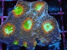 画像2: No.5 ヒラタオオトゲキクメイシ マルチカラー (2)