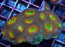 画像1: No.6 ヒラタオオトゲキクメイシ マルチカラー (1)