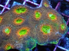 画像2: No.6 ヒラタオオトゲキクメイシ マルチカラー (2)