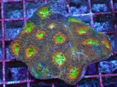 画像1: No.7 ヒラタオオトゲキクメイシ マルチカラー (1)