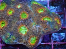 画像2: No.7 ヒラタオオトゲキクメイシ マルチカラー (2)