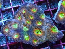 画像1: No.8 ヒラタオオトゲキクメイシ マルチカラー (1)