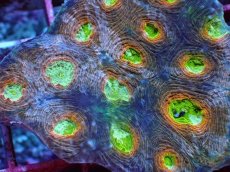 画像2: No.8 ヒラタオオトゲキクメイシ マルチカラー (2)