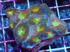 画像1: No.9 ヒラタオオトゲキクメイシ マルチカラー (1)