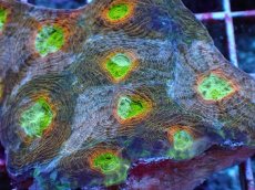 画像2: No.9 ヒラタオオトゲキクメイシ マルチカラー (2)