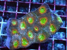 画像1: No.10 ヒラタオオトゲキクメイシ マルチカラー (1)