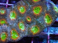 画像2: No.10 ヒラタオオトゲキクメイシ マルチカラー (2)