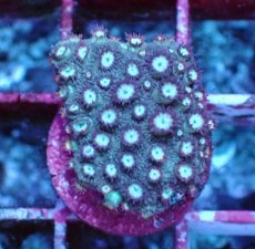 画像1: No.1 ハナガササンゴ　レッドチップカラー (1)