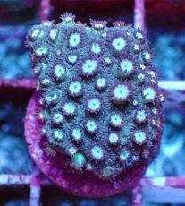 画像2: No.1 ハナガササンゴ　レッドチップカラー (2)