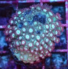 画像1: No.2 ハナガササンゴ　レッドチップカラー (1)