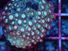 画像2: No.2 ハナガササンゴ　レッドチップカラー (2)