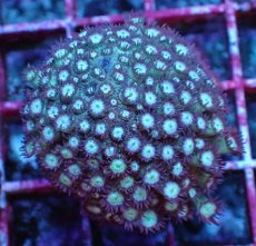 画像1: No.3 ハナガササンゴ　レッドチップカラー (1)