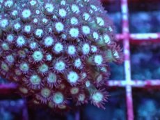 画像2: No.3 ハナガササンゴ　レッドチップカラー (2)