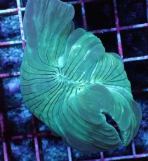 画像1: No.01　フォックスコーラル　特価 (1)