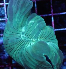 画像2: No.01　フォックスコーラル　特価 (2)