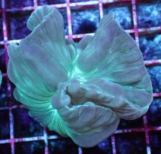 画像1: No.02　フォックスコーラル　特価 (1)