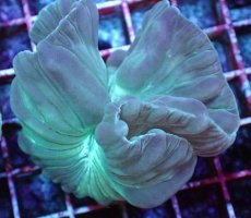 画像2: No.02　フォックスコーラル　特価 (2)