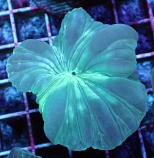 画像1: No.03　フォックスコーラル　特価 (1)