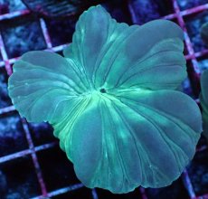 画像2: No.03　フォックスコーラル　特価 (2)