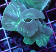 画像1: No.04　フォックスコーラル　特価 (1)