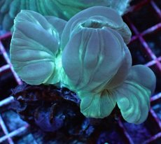 画像2: No.04　フォックスコーラル　特価 (2)