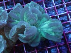 画像1: No.05　フォックスコーラル　特価 (1)