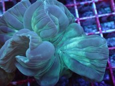 画像2: No.05　フォックスコーラル　特価 (2)