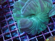 画像1: No.06　フォックスコーラル　特価 (1)