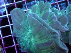 画像2: No.06　フォックスコーラル　特価 (2)