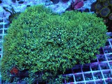 画像1: No.1 スターポリプ　メタリックグリーン　XXLsize (1)