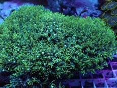 画像2: No.1 スターポリプ　メタリックグリーン　XXLsize (2)