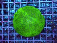 画像1: No.1 クサビライシ　グリーン (1)