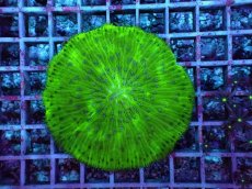 画像2: No.1 クサビライシ　グリーン (2)