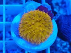 画像1: No.2 クサビライシ　メタリックオレンジ (1)