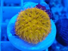 画像2: No.2 クサビライシ　メタリックオレンジ (2)